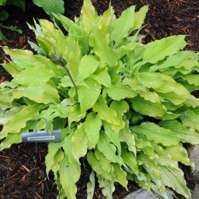 Hosta 'Marrakesh' Hosta 'Marrakesh'